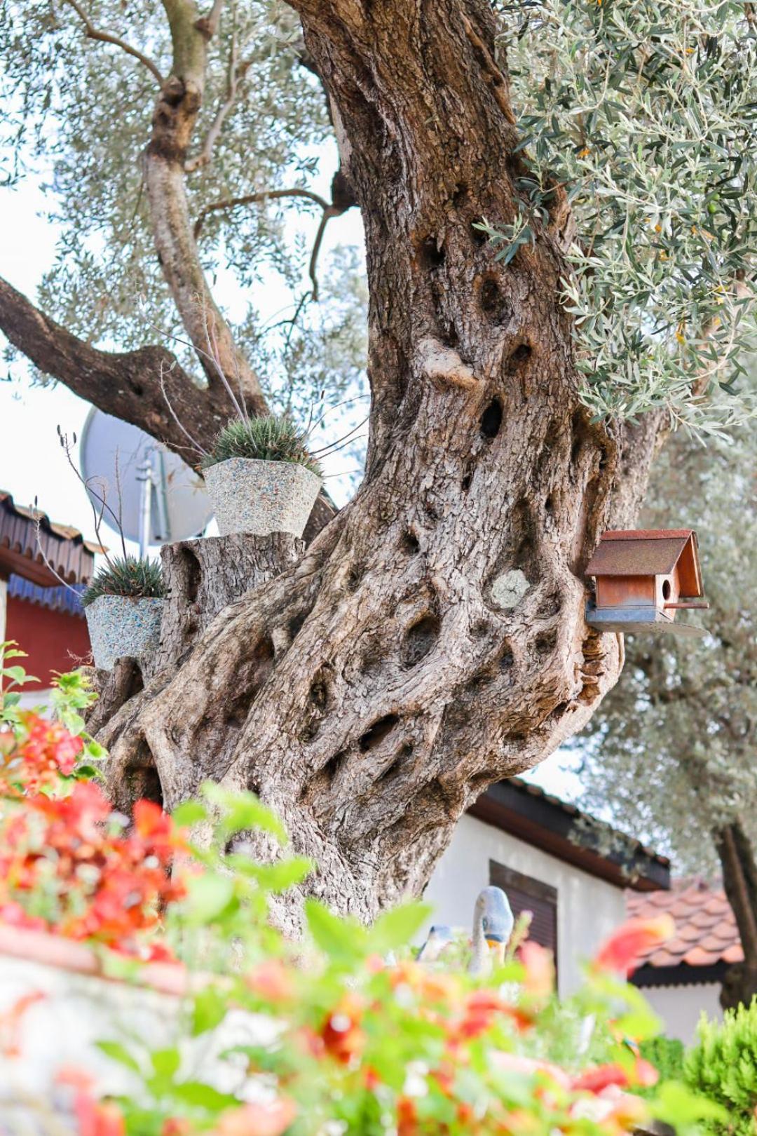 Hilja'S Oliven Garden Bungalows 乌尔齐尼 外观 照片