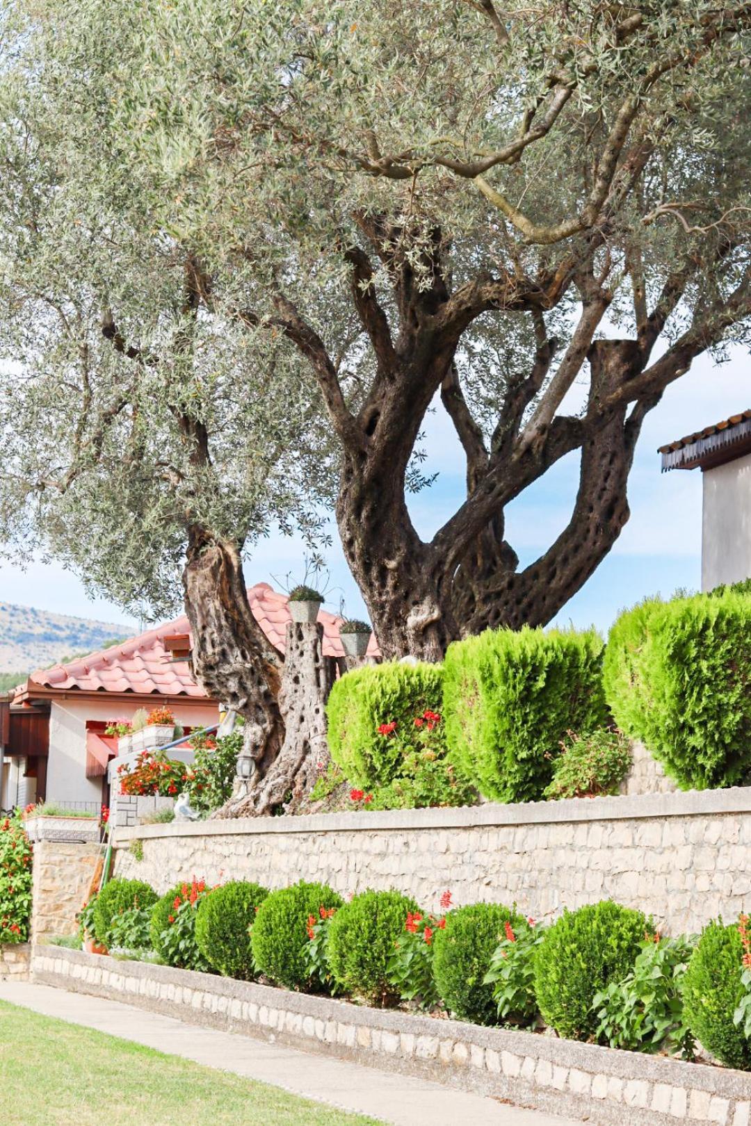 Hilja'S Oliven Garden Bungalows 乌尔齐尼 外观 照片